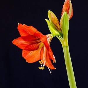 Rode bloem van de Amaryllis plant met groene bladeren op de achtergrond.