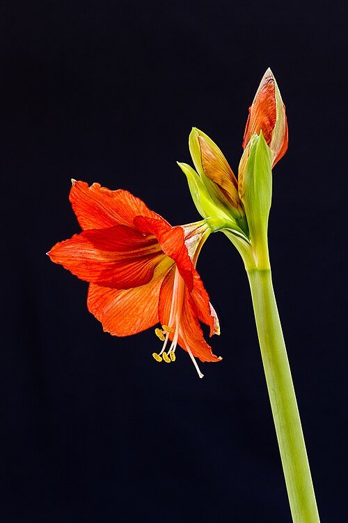 Rode bloem van de Amaryllis plant met groene bladeren op de achtergrond.