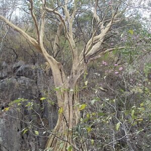 Ficus petiolaris plant with vibrant green leaves and yellow accents.