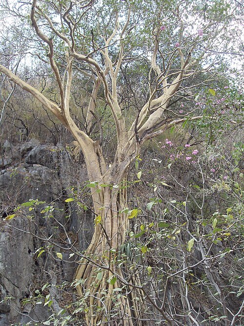 Ficus petiolaris plant with vibrant green leaves and yellow accents.