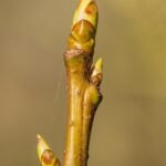 Amberboom bladknoppen in het voorjaar.