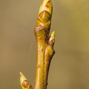 Amberboom bladknoppen in het voorjaar.