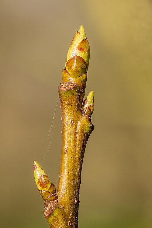 Amberboom bladknoppen in het voorjaar.