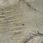 Amerikaanse beukenbast van Fagus grandifolia in close-upweergave.