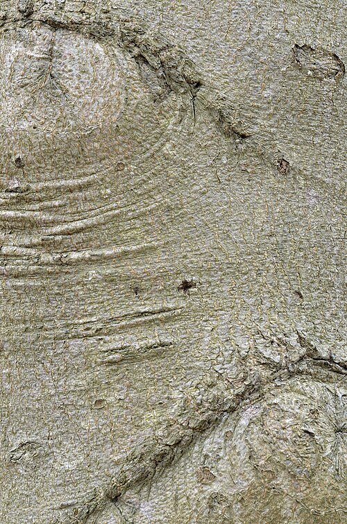 Amerikaanse beukenbast van Fagus grandifolia in close-upweergave.