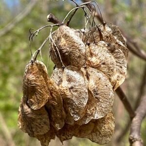 American Hoptree (Ptelea trifoliata) seeds in close-up with detailed texture and pattern.