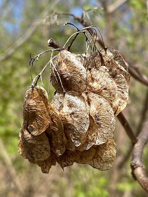 American Hoptree (Ptelea trifoliata) seeds in close-up with detailed texture and pattern.