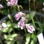 Paarse en witte Ponerorchis lepida orchidee bloem met groene bladeren.