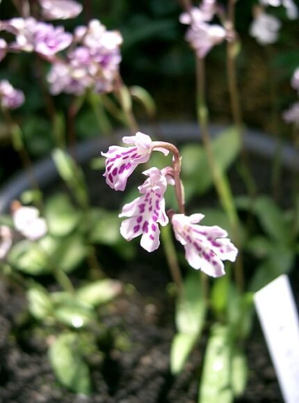 Paarse en witte Ponerorchis lepida orchidee bloem met groene bladeren.