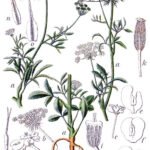 Bloeiende witte Ammi majus bloemen in de tuin.