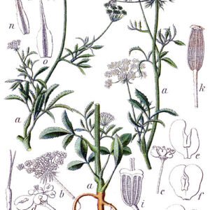 Bloeiende witte Ammi majus bloemen in de tuin.