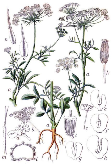 Bloeiende witte Ammi majus bloemen in de tuin.