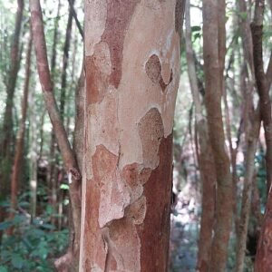 Amomyrtus meli plant met glanzende groene bladeren en kleine witte bloemen.