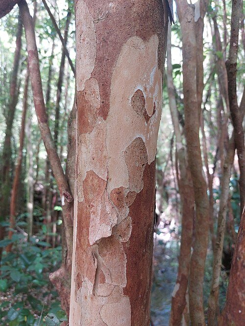 Amomyrtus meli plant met glanzende groene bladeren en kleine witte bloemen.