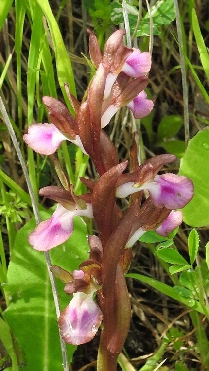 Bloeiende Anacamptis collina orchidee in close-up.