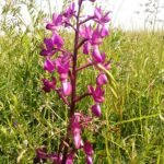 Bloeiende ijle moerasorchis met losse bloemtrossen en smalle bladeren.