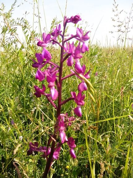 Bloeiende ijle moerasorchis met losse bloemtrossen en smalle bladeren.