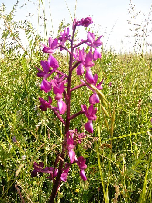 Bloeiende ijle moerasorchis met losse bloemtrossen en smalle bladeren.
