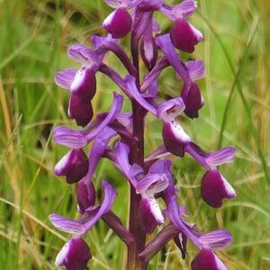 Purple orchid flower of Anacamptis longicornu with long spurs on green background.
