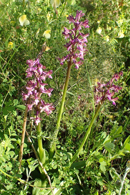 Zachte roze en paarse Anacamptis syriaca orchidee bloemen tegen groene bladeren.