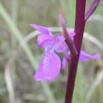 Bloeiende Moerasorchis plant in natuurlijke habitat.
