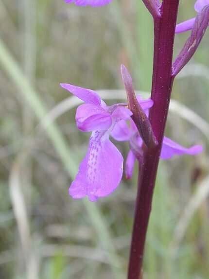 Bloeiende Moerasorchis plant in natuurlijke habitat.