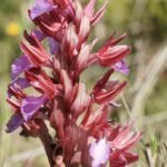 Anacamptis papilionacea orchidee bloem in Torregrande, beperkt winterhard, zonnige standplaats