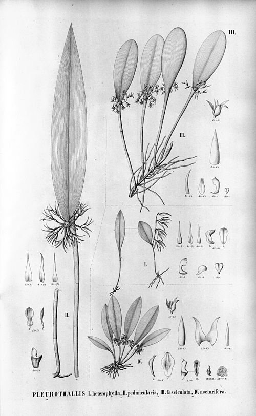 Anathallis orchidee met groene bladeren en gele bloemen.