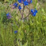 Anchusa azurea bloemen op Sainte-Lucie Island Aude.
