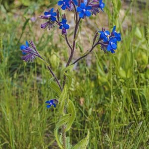 Anchusa azurea bloemen op Sainte-Lucie Island Aude.