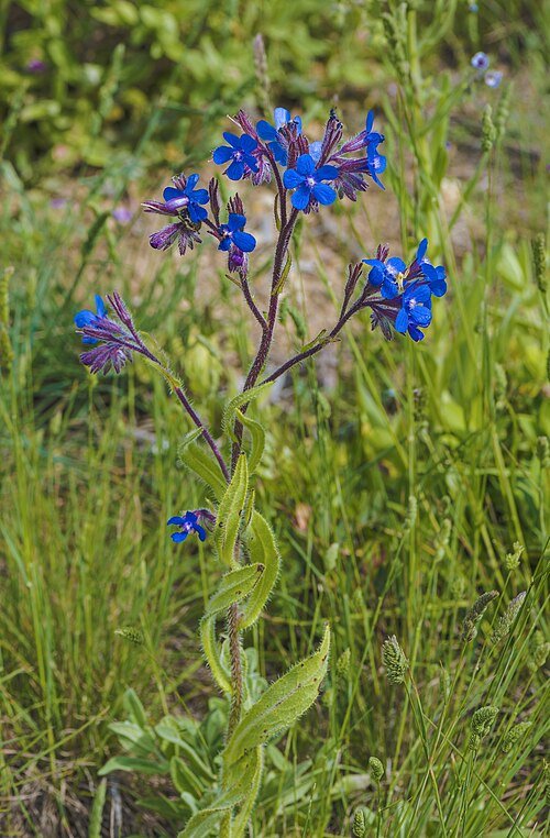 Anchusa azurea bloemen op Sainte-Lucie Island Aude.