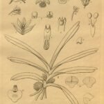 Oranje en gele bloemen van Listrostachys met natuurlijke achtergrond.