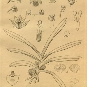 Oranje en gele bloemen van Listrostachys met natuurlijke achtergrond.