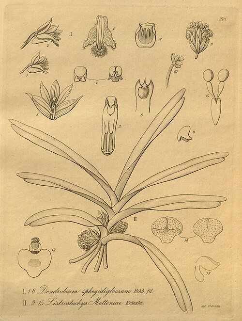 Oranje en gele bloemen van Listrostachys met natuurlijke achtergrond.