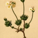 Androsace villosa bloemen met zilverachtig blad op rotsachtige ondergrond.