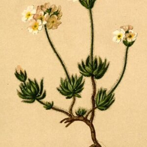 Androsace villosa bloemen met zilverachtig blad op rotsachtige ondergrond.