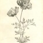 Dieprode Anemoon bloem op kleigrond.