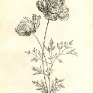 Dieprode Anemoon bloem op kleigrond.