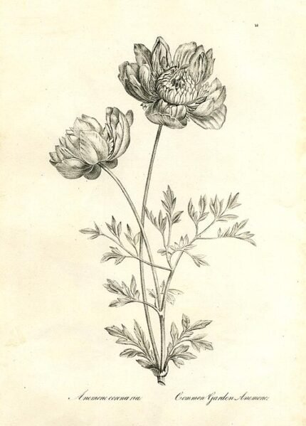 Dieprode Anemoon bloem op kleigrond.