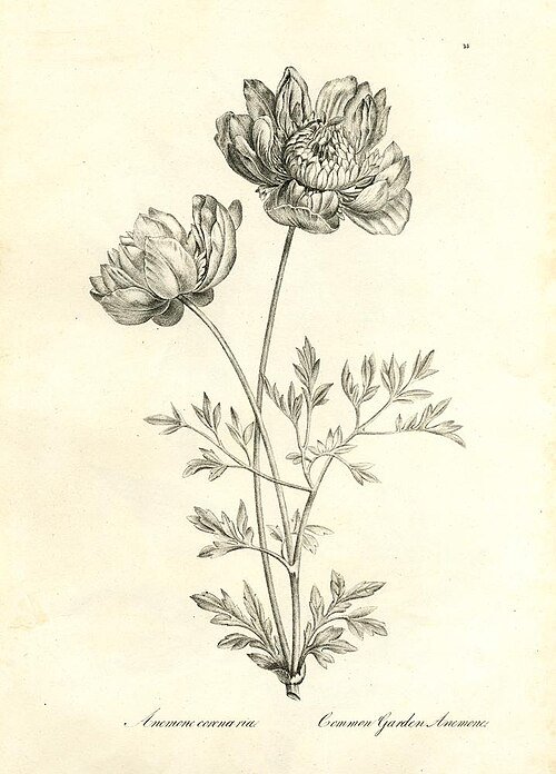 Dieprode Anemoon bloem op kleigrond.