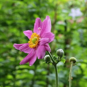 Herfstanemoon bloem in zonnige omgeving, winterhard.