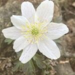 White Anemonoides nemorosa flowers blooming in a forest setting.