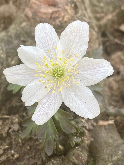 White Anemonoides nemorosa flowers blooming in a forest setting.
