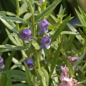 Angelonia biflora bloeiende paarse bloemen in close-up.