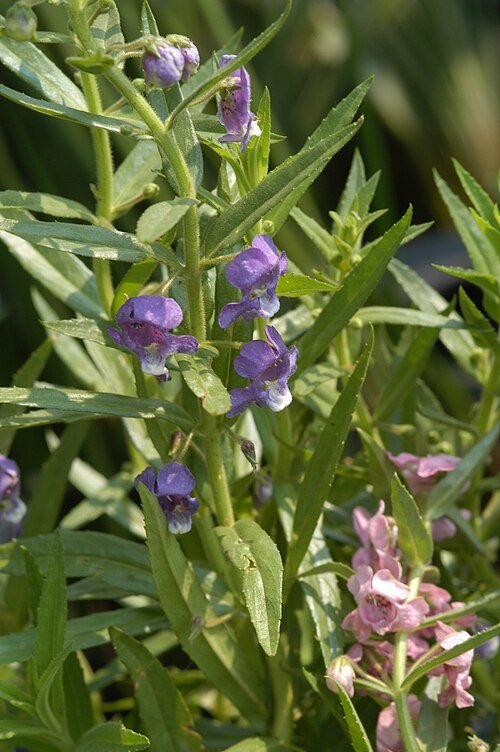 Angelonia biflora bloeiende paarse bloemen in close-up.