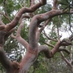 Angophora costata boom met schors in natuurlijke omgeving.
