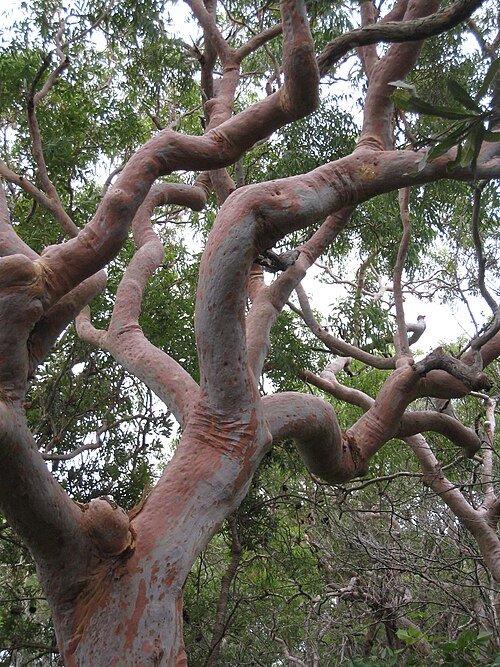 Angophora costata boom met schors in natuurlijke omgeving.