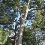 Bloeiende Angophora floribunda boom met rode bloemen en groene bladeren.
