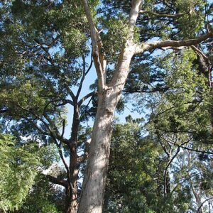 Bloeiende Angophora floribunda boom met rode bloemen en groene bladeren.