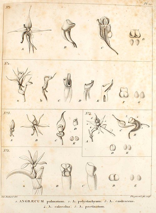 Angraecum pectinatum orchidee in witte bloei.